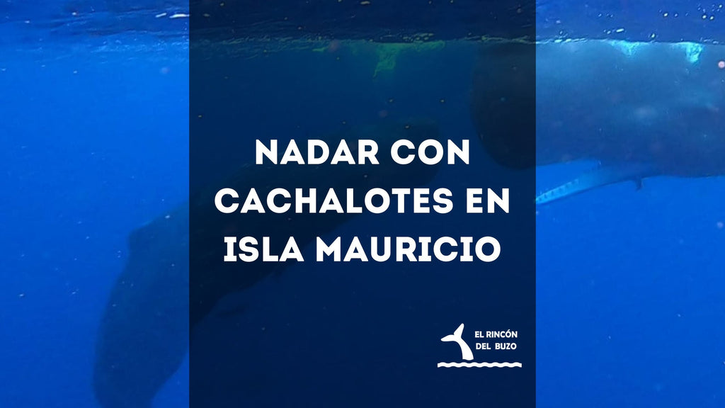 Nadar con Cachalotes en Isla Mauricio