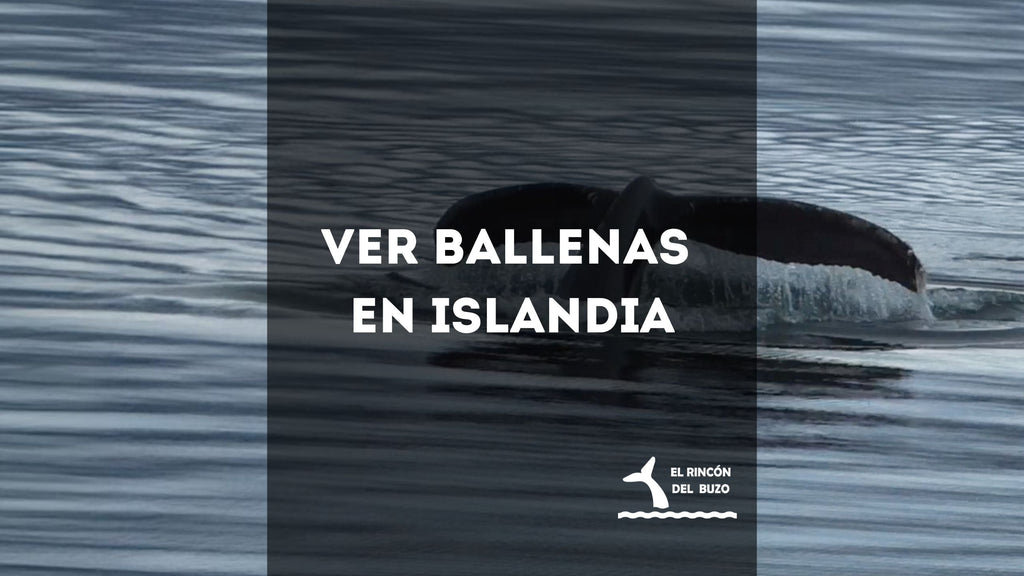 Ver Ballenas en Islandia