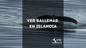 Ver Ballenas en Islandia