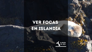 Ver focas en Islandia. Jökulsárlón, Ytri Tunga y Akureyri