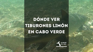 Dónde ver Tiburones Limón en Cabo Verde
