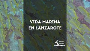 Vida Marina en Lanzarote