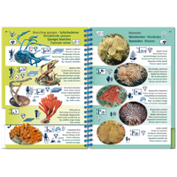 Marine Pictolife - Caribe - Libro de especies - El Rincón del Buzo