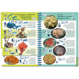 Marine Pictolife - Caribe - Libro de especies - El Rincón del Buzo
