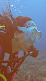Diadema Tiburón Ballena