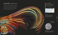 Océanos Nueva edición: El mundo secreto de las profundidades marinas (Enciclopedia visual)