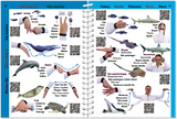 Marine Pictolife - Guía de signos para buceo - El Rincón del Buzo