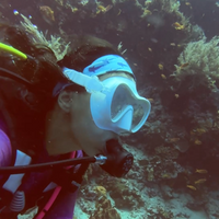 Diadema Tiburón Ballena Silueta